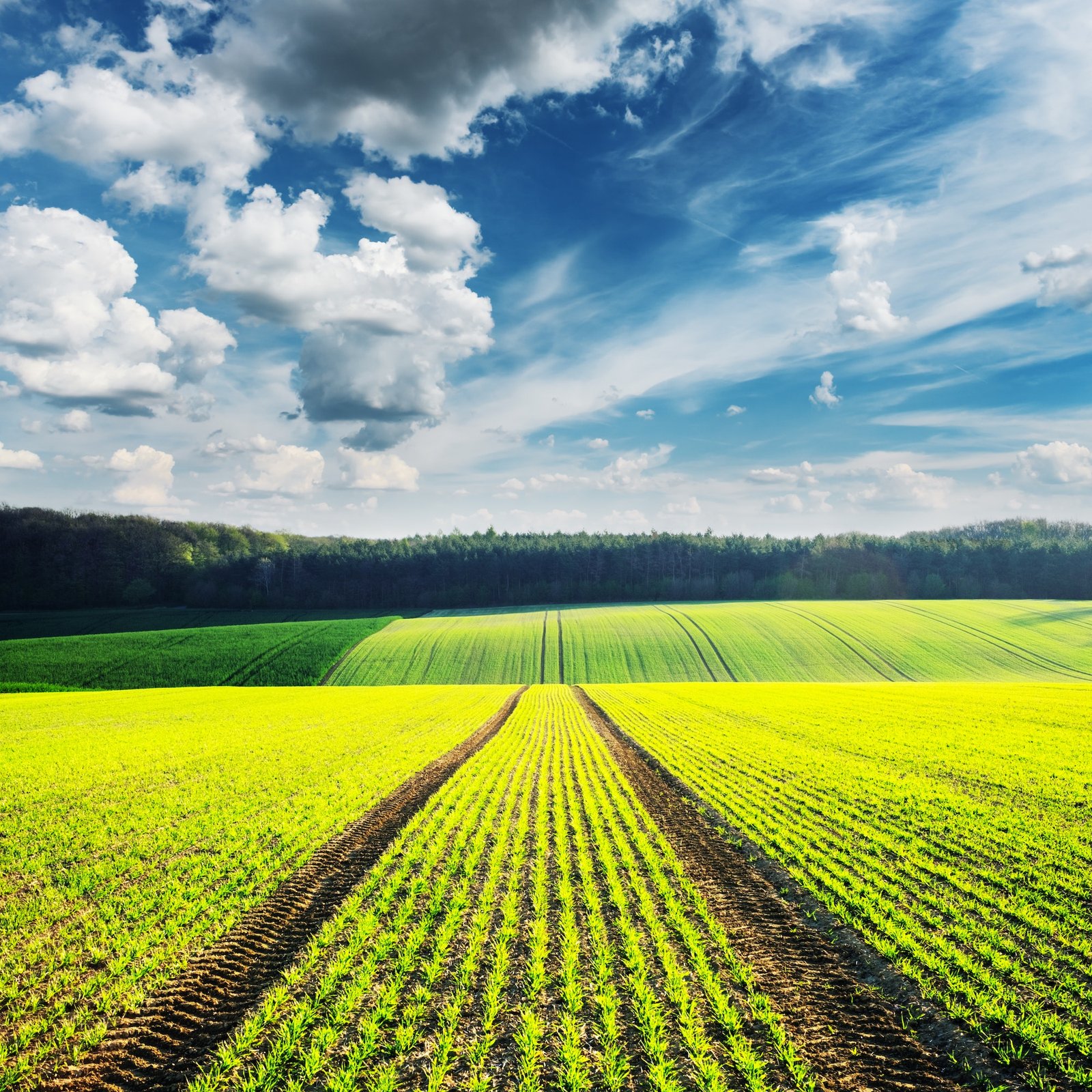 Rural landscape with agricultural fields